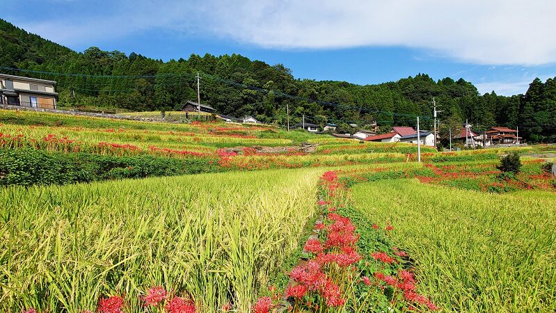 お彼岸３