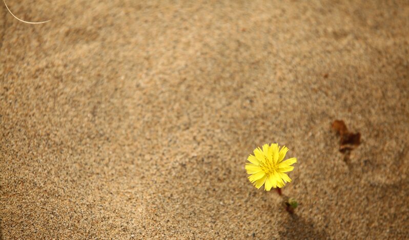 4人の心が動いた瞬間。5年間収益ゼロだった私が見た、管理画面の小さな奇跡5