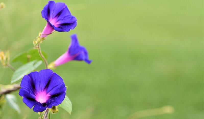 やる気に頼るな!50代主夫が「ブログの継続」を歯磨きレベルで習慣化する3つのルーティン5